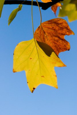 Liriodendron tulipifera 'Mediopticum' - liliovník tulipánokvětý - list podzim